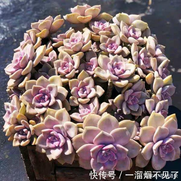 名字很美的多肉,一听名字就知道颜值高,好看又好养才是关键