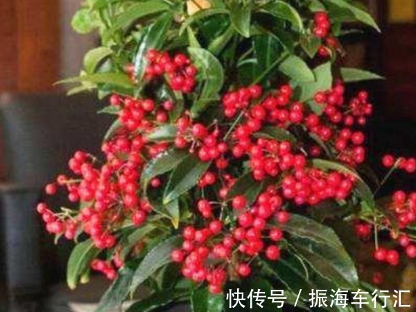 中国人讲究喜,4种“招财”花富贵喜庆,寓意牛年好运财源滚滚来