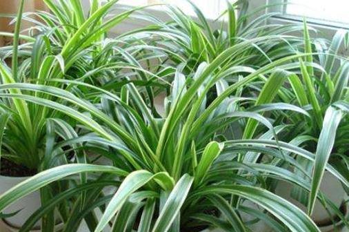 养花配土有讲究,3种花配土此样做,枝叶茂盛开花量大