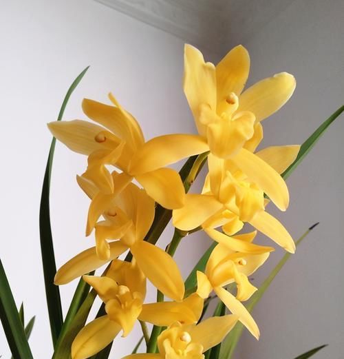  养兰|新手养兰首选“小神童”，花色金黄，香味扑鼻，每年可以开花4次