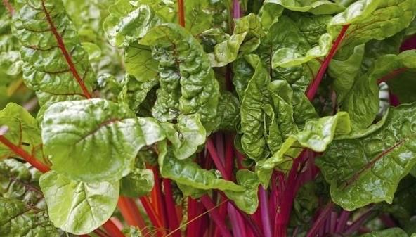  比卷心菜|1种菜营养价值高，补铁效果好，多数人却拿去当饲料！