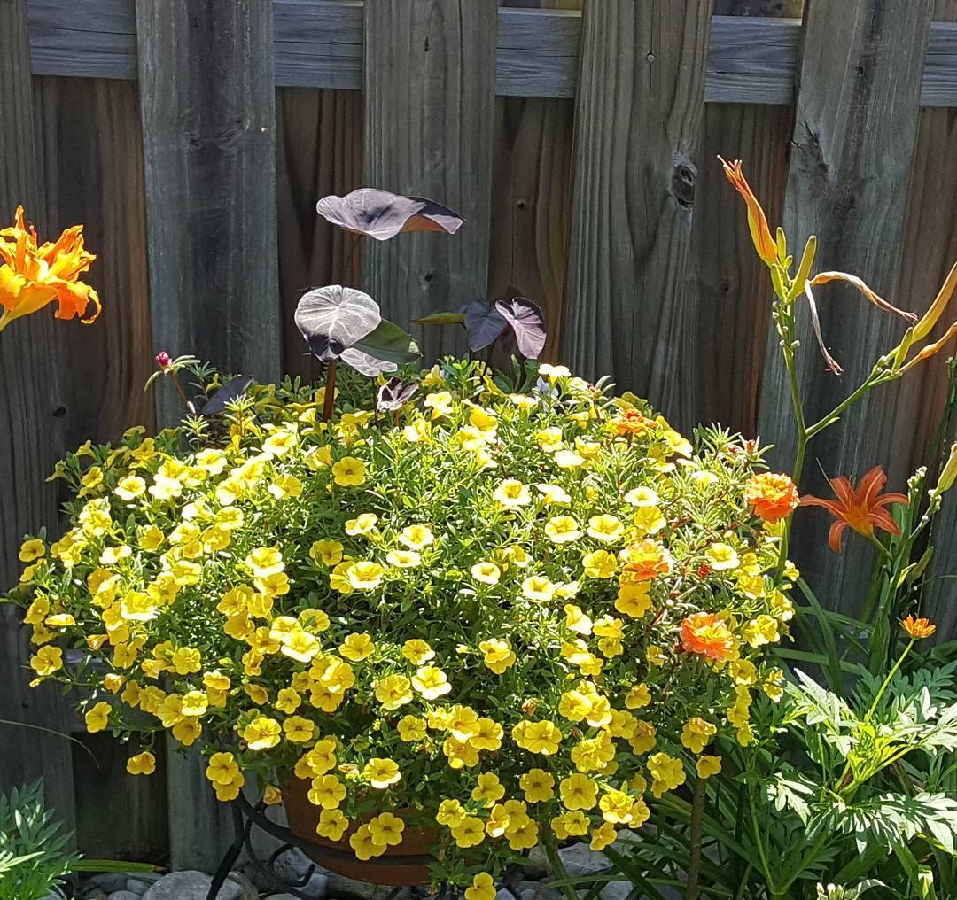 养护|阳台爆盆首选百万小铃,这样养护开花不断,长成花球