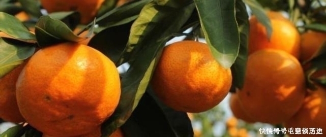 糖尿病|糖尿病人吃柑橘，是升血糖还是降血糖？注意别吃错了