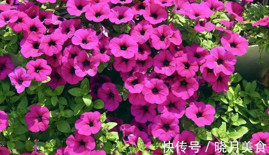 矮牵牛矮牵牛|阳台养这5种花,越养越旺宅,秒变家中小花园