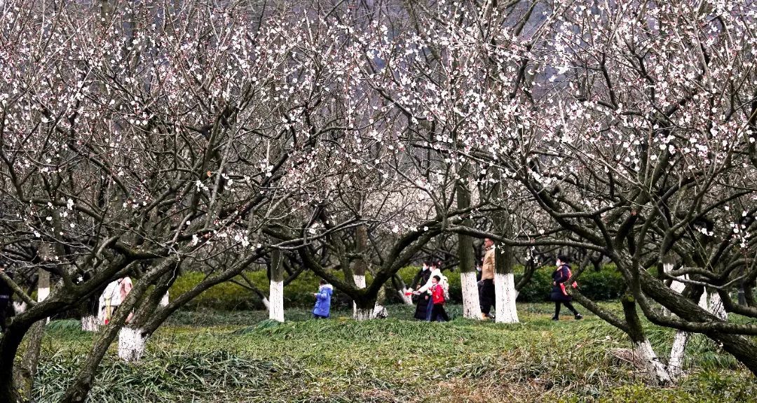 与梅花节 宋梅有约 乐享 云上 文化年 春节假日期间临平区文旅市场平稳有序 粉紫色