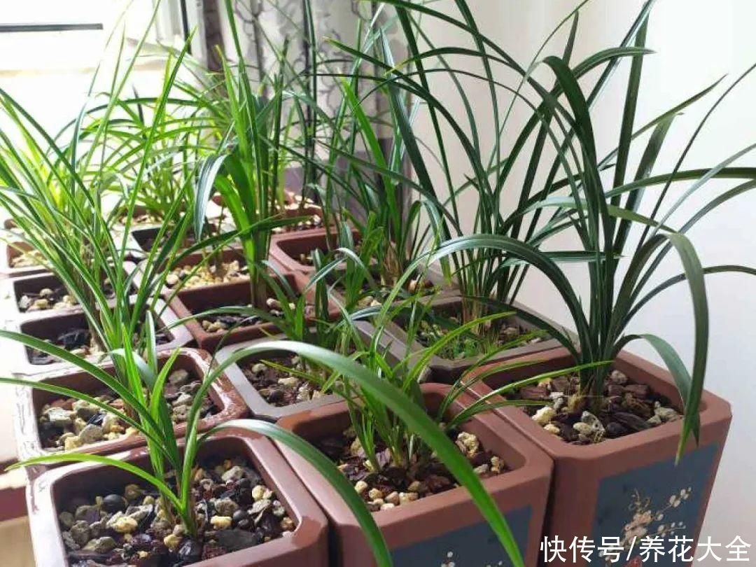 半个月|半个月没太阳,给花开浴霸补光,竟然开了300朵