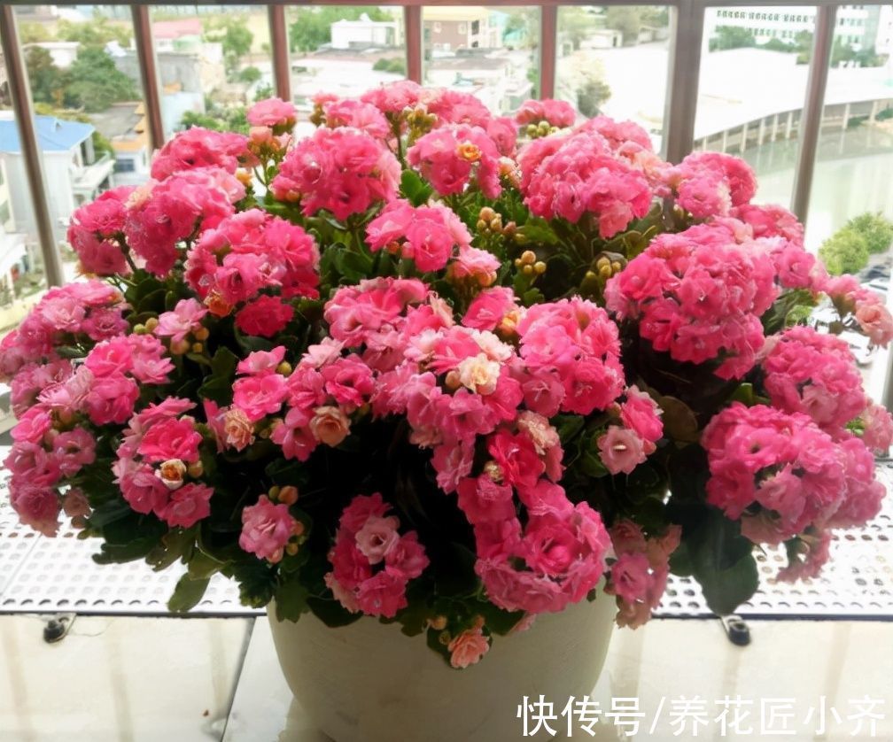 猫腻|花市长寿花叶大花苞多?里面“猫腻”很多,不信你可以试一试