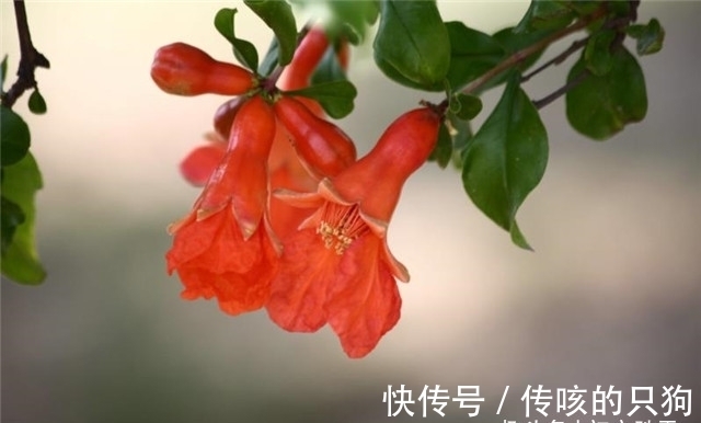 皇太妃|六首诗词中的端午与石榴花：榴花照眼江天暮，榴花不似舞裙红