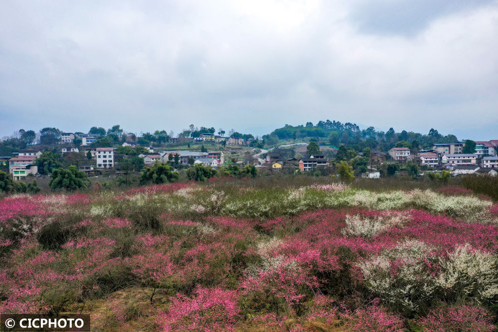 陈泉霖|冬景如画