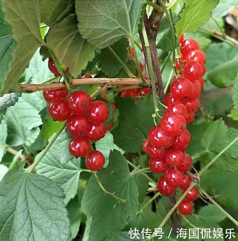 适应能力|盆栽一棵小果树,结出一串红果果,全家人吃不完!
