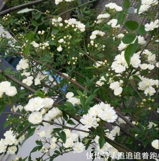 还在养吊兰3种花剪根枝，插土里就能活，半年成花墙，太惊艳了