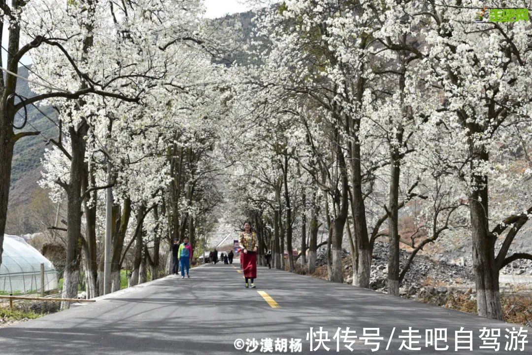 神仙包|春天第一站就去这里！醉春天之川西花海、雪山、冰湖七天之旅