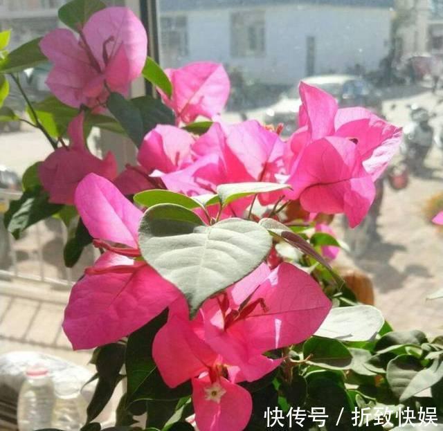 3种花掐点枝就能来个“大变身”,一盆变多盆,成活率高,生长快