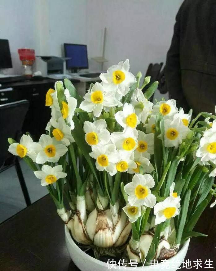 13种“漂亮花”,零下20度也冻不死它,大雪天依旧能开,又香又艳