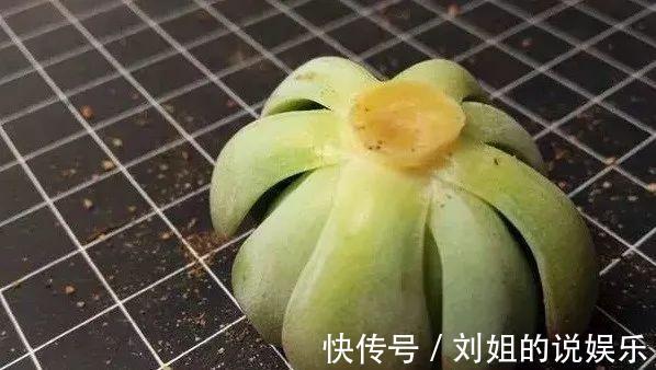 多肉徒长不用怕,拦腰砍断,憋出一堆芽