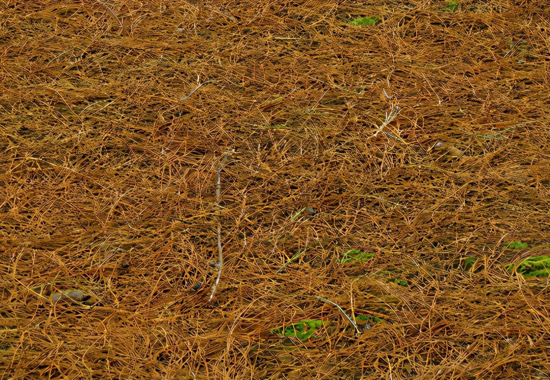 野外随便捡回家的松针，需要经过哪些“加工”才能养花补肥