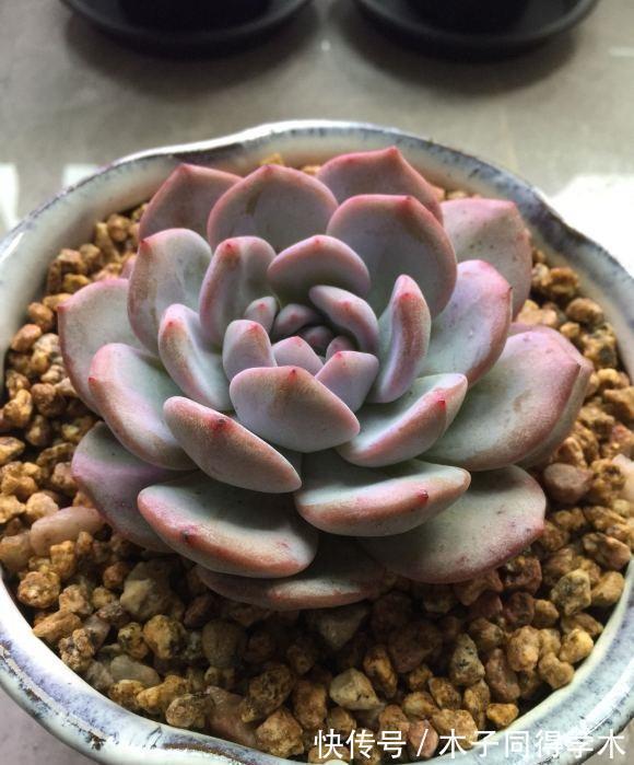 养死|养好多肉分几步?2步就够,不要去模仿别人,技术是自己的