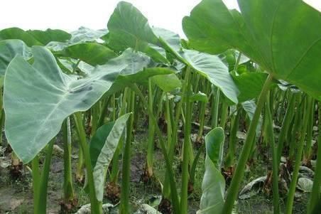 冬季常吃此食物，营养丰富，口味香甜，滋补身体，好处多多