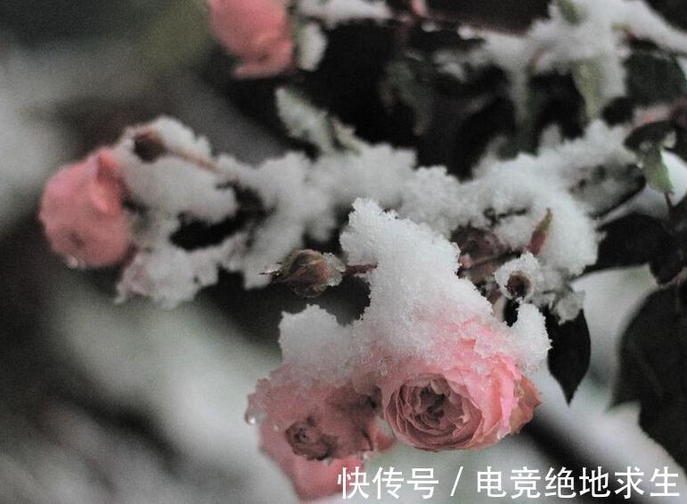 植物|连这些种花常识都不知道，你说你会养花