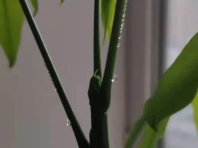 花叶子噗噗冒水珠,恭喜你,把花养灵了!