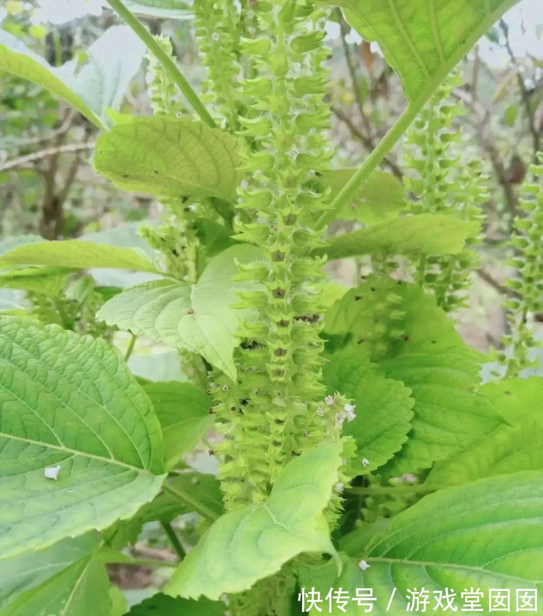 6种香草盆栽,掐个叶子就能吃,味道清香四溢!