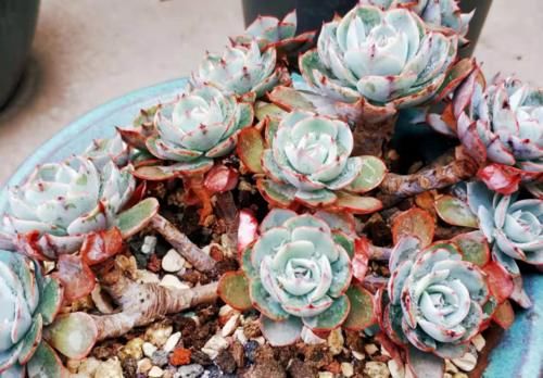 多肉在什么情况下需要浸盆？怎样浸盆才是正确的操作方式？