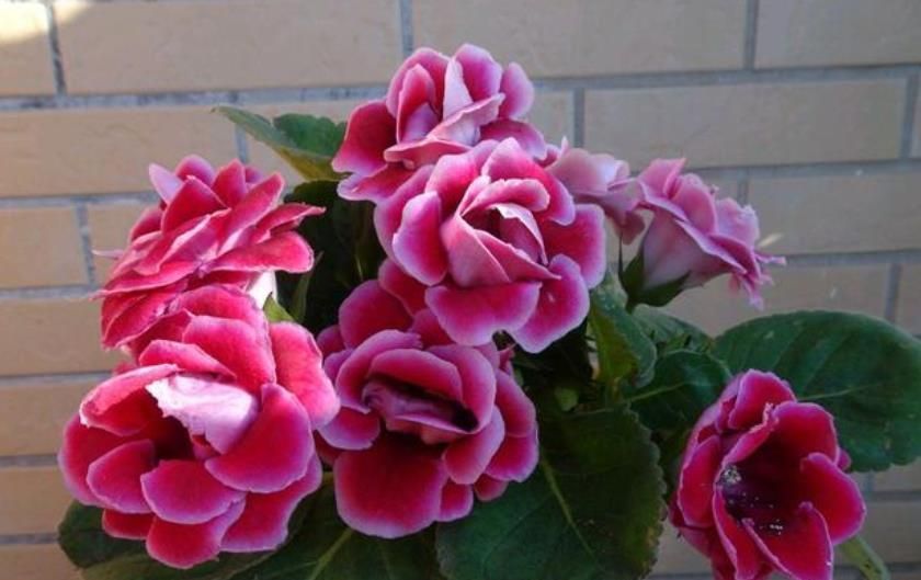 大岩桐有“3喜2怕”,新手了解掌握后,开花又大又多