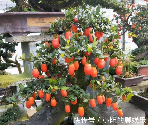 4种花很独特,容易打造老桩盆景,被当成传家宝,喜欢吗