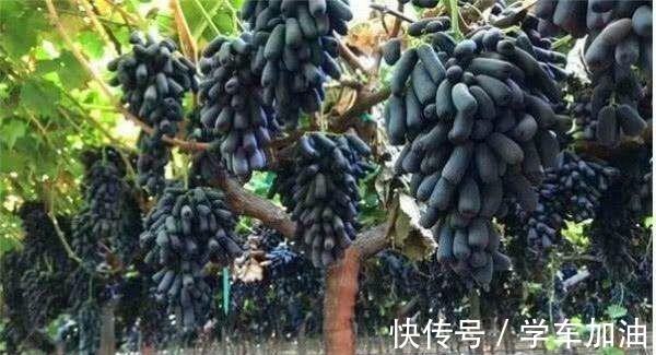 特殊使命|阳台选了“它”，比花还漂亮，不怕寒不怕晒，还可以吃，一举多得！