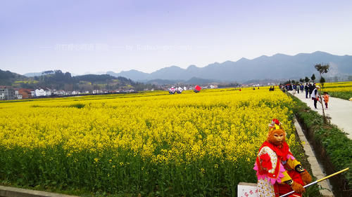 如果你是爱花人，鲜花定会为你开