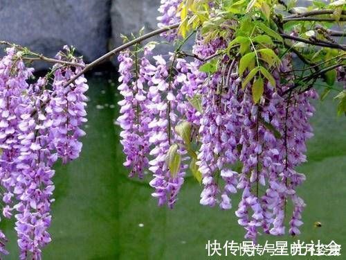 养护|有个小阳台不要错过4种花，春天猛长新叶和花苞，邻居看了都羡慕