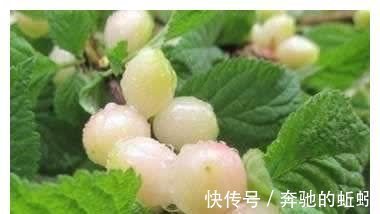 淡化|女性晚上当零食吃几颗,气色足了,淡化皱纹,肌肤细腻显年轻