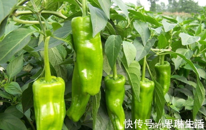 买辣椒时，如何区分辣椒辣不辣，只要记住这几点准不能买错