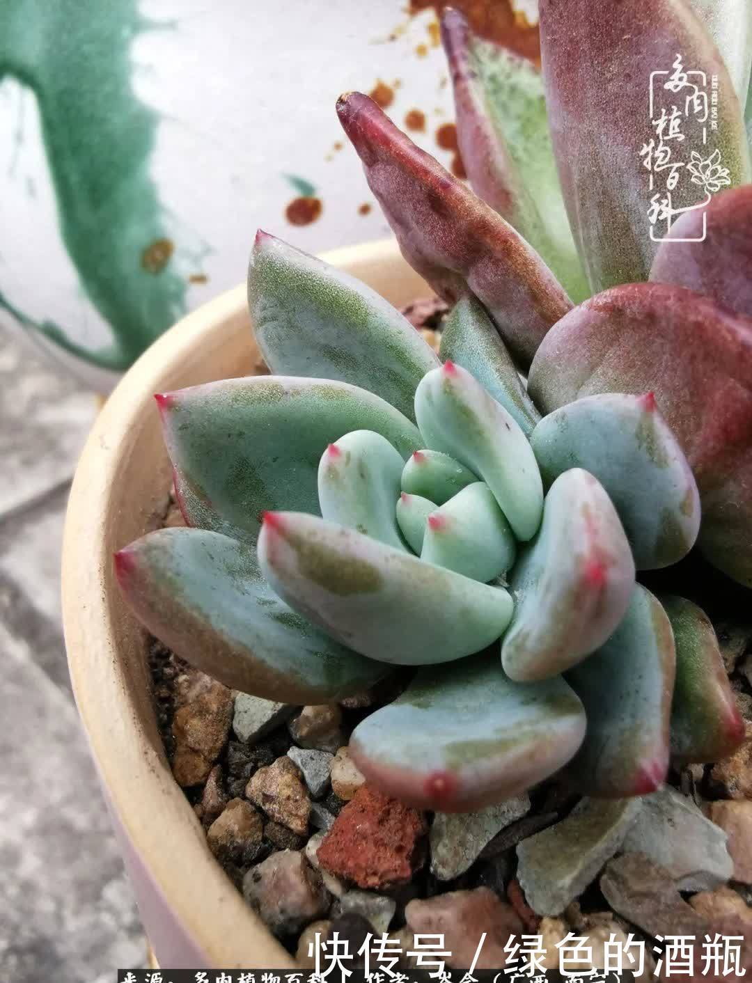 无关利益，不计得失，多肉给了我不一样的感受温暖的方式