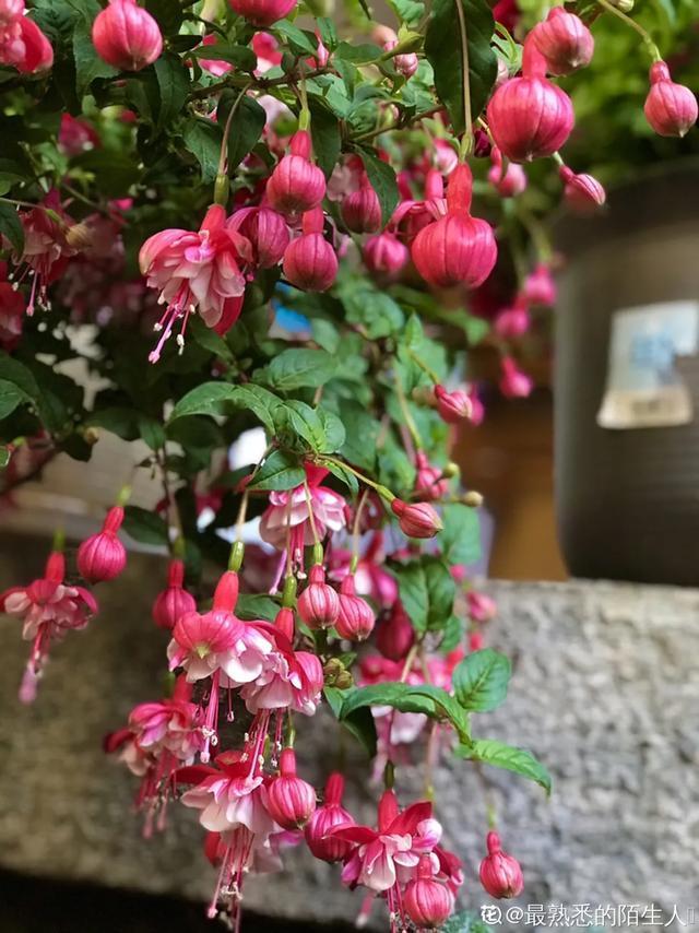 雨水|10种不能淋雨的花，淋完雨就死，盆栽养花注意事项