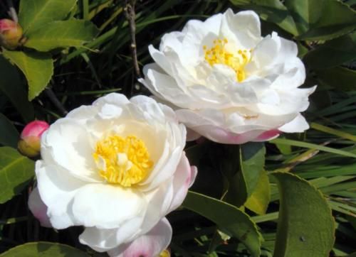 茶花在开花期间养护不能大意，做到“三个不”，才能免掉花苞