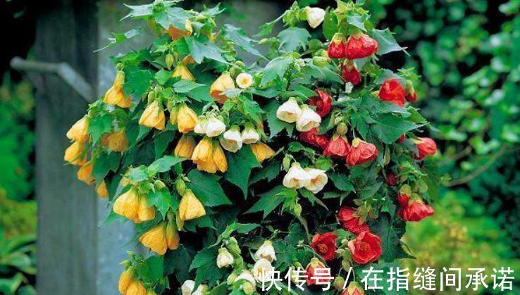 碱性|室内养花必备4种“水”,才能不黄叶、不烂根,啥花都敢养!