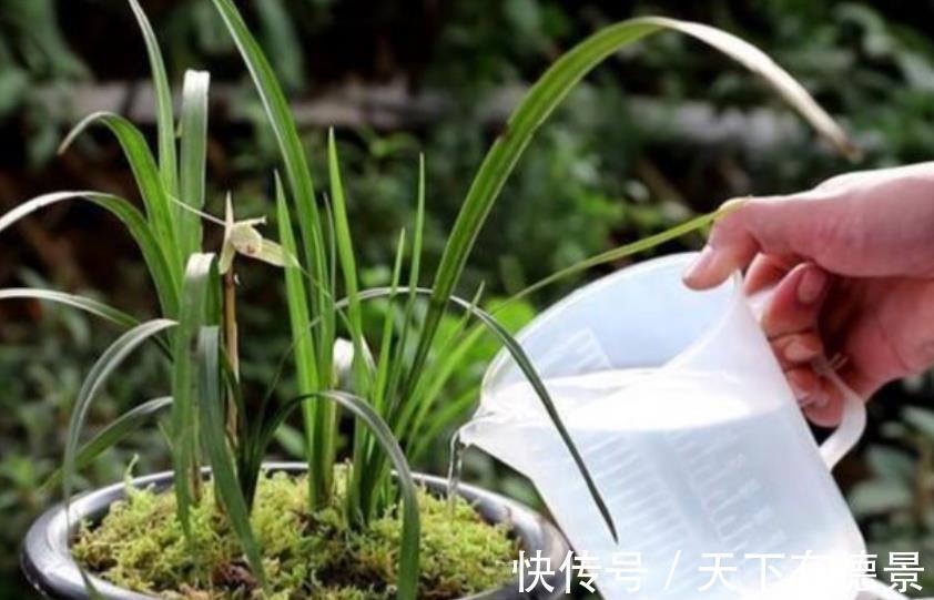 新手秋天养兰花,3个浇水要点要谨记,做好了根壮叶旺开花美