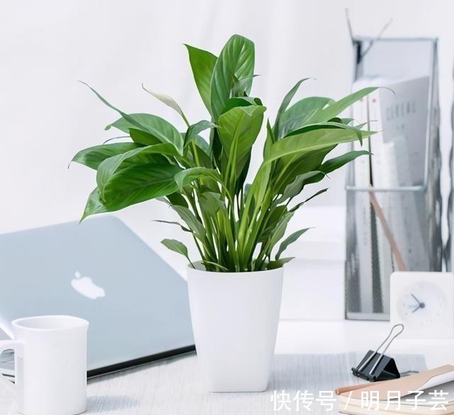 蝴蝶兰|15种耐阴花,室内光照不足,照样花开不断!