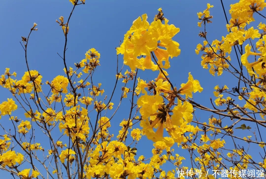 最新实拍！三水绝美黄花风铃木大片绽放，赏花地图戳