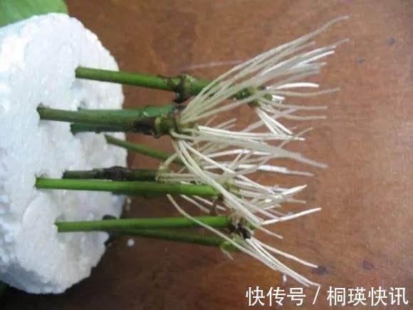 到了秋天，塑料泡沫才是养花“宝贝”，扦插生根快，养花不烂根