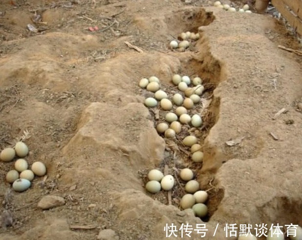 野味|野味之王,曾经霸占山头数不清,现一斤200元老稀罕了!