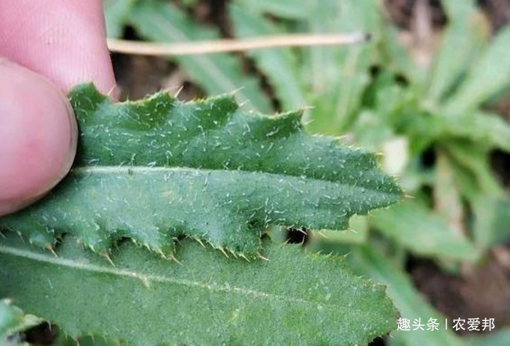  满身|农村一种满身是刺的野草，随处可见也不值钱，在城里却是稀罕货！