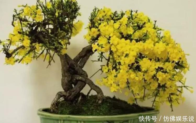 花朵|4种花好养又漂亮,花朵大花期长,漂亮又好养,越养越“值钱”