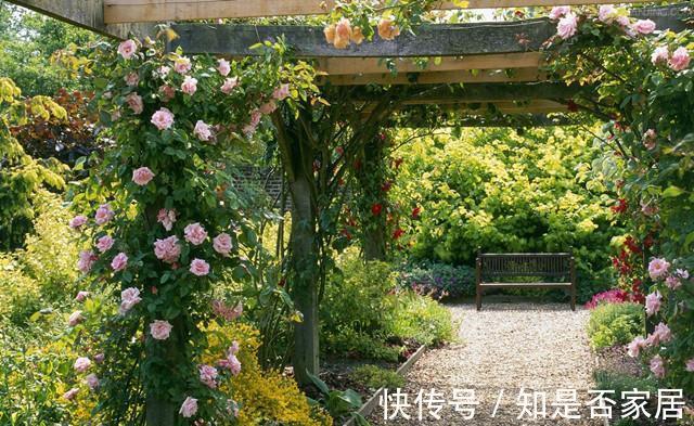 院子|养花,家都有一个小院子,种着各种各样的花,真是太迷人了