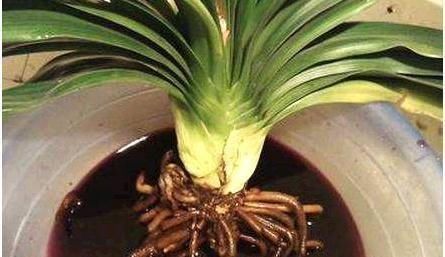 君子兰,两种“零食”喂下去,叶肥花多,爆满盆