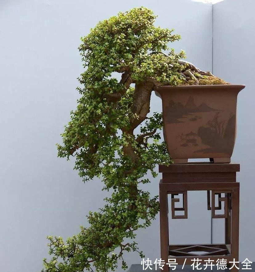 石榴|4种“盆景桩”，品位高大上，懒人花剪一剪，价格翻几倍