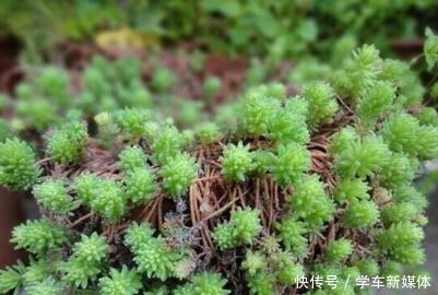 农村常见的“1种野草”,看到别铲除,挖1棵回家,做盆栽很漂亮!