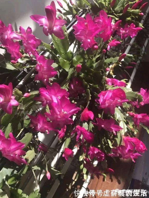 养花|老花匠:扔4种“东西”,就是扔钱,比花肥还好用,不花钱!