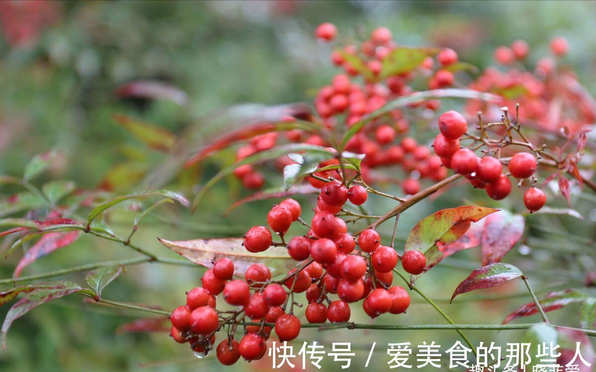 7种“吉祥果”，家里种一棵，喜气洋洋又“富贵”